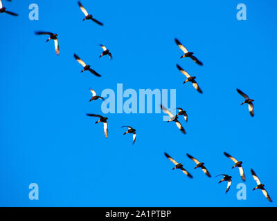 Enten im Flug über Harvey Dam Stockfoto