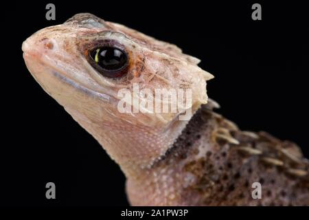 Rotäugigen Crocodile Skink (Tribolonotus Gracilis) Stockfoto