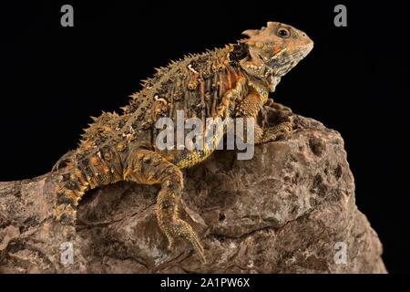 Berg horned Lizard (Phrynosoma orbiculare cortezii) Stockfoto