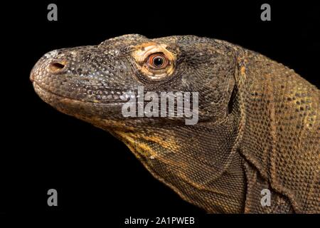 Komodo-Waran (Varanus Komodoensis) Stockfoto