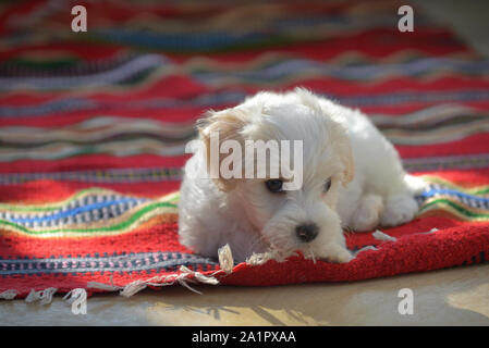 Weiße Welpen malteser Hund sitzen auf dem roten Teppich Stockfoto