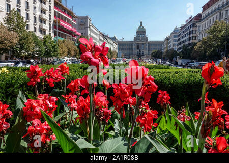 Rote Blumen auf dem Prager Wenzelsplatz Prag Blumen Cannas Tschechische Republik kann lililienrote Prager Blume Stockfoto