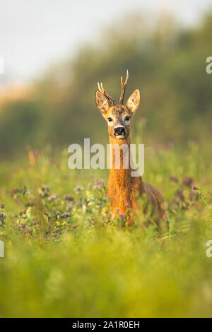 Portrait von Rehe Buck mit geweih stehen auf einer Wiese im Sommer benachrichtigt Stockfoto