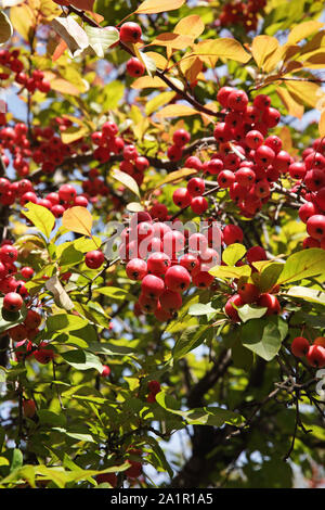 Schwer beladen helle rote Krabbe Äpfel auf einem crabapple Malus asiatische Sorte Baum im Herbst Stockfoto