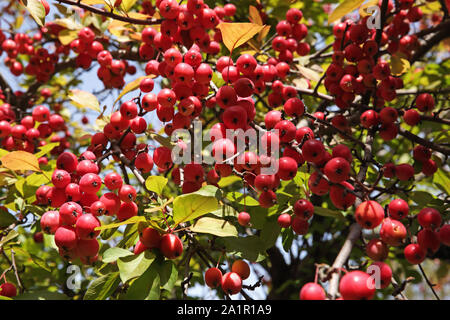 Schwer beladen helle rote Krabbe Äpfel auf einem crabapple Malus asiatische Sorte Baum im Herbst Stockfoto