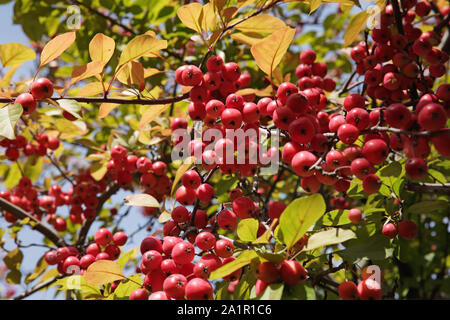 Schwer beladen helle rote Krabbe Äpfel auf einem crabapple Malus asiatische Sorte Baum im Herbst Stockfoto