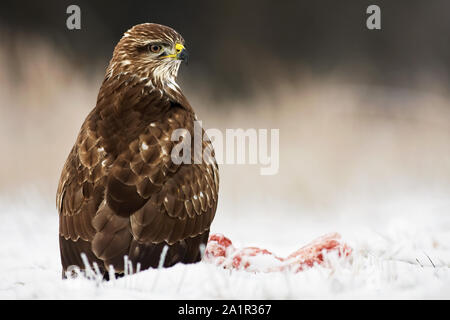 Mäusebussard sitzt auf dem Boden im Winter um suchen Stockfoto