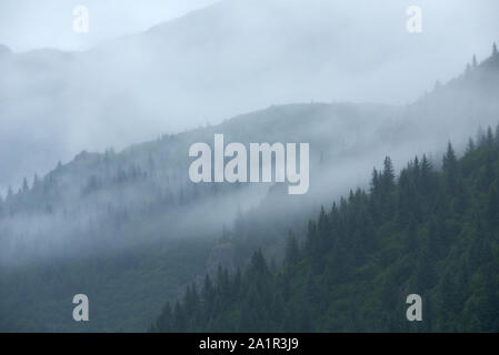 Bäume im Nebel auf den Bergen des Nordufers des Nordwestfjords. Stockfoto