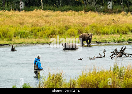 Ein Fliegenfischer hat ein Auge auf zwei erwachsene Braunbären in der unteren Brooks River im Katmai National Park September 15, 2019 in der Nähe von King Salmon, Alaska. Der Park erstreckt sich über die Weltgrößte Salmon Run mit fast 62 Millionen Lachse Migration durch die Ströme, die einige der größten Bären der Welt RSS-Feeds. Stockfoto