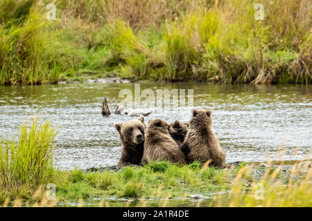 Ein brauner Bär Familie besteht aus einer Leistungsbeschreibung genannt Nr. 402 und ihre drei jungen Schlafen auf der Bank der unteren Brooks River Lagune, in der Nähe Brooks Camp im Katmai National Park September 16, 2019 in der Nähe von King Salmon, Alaska. Der Park erstreckt sich über die Weltgrößte Salmon Run mit fast 62 Millionen Lachse Migration durch die Ströme, die einige der größten Bären der Welt RSS-Feeds. Stockfoto