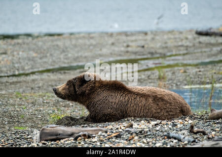 Einen weiblichen Erwachsenen brauner Bär schläft am Strand entlang Naknek Lake von Brooks Camp am im Katmai National Park September 15, 2019 in der Nähe von King Salmon, Alaska. Der Park erstreckt sich über die Weltgrößte Salmon Run mit fast 62 Millionen Lachse Migration durch die Ströme, die einige der größten Bären der Welt RSS-Feeds. Stockfoto