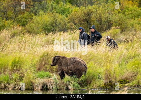 Fischer fliegen vorbei an einem großen nach Braunbär, durch das hohe Gras im unteren Brooks River im Katmai National Park September 16, 2019 in der Nähe von King Salmon, Alaska versteckt. Der Park erstreckt sich über die Weltgrößte Salmon Run mit fast 62 Millionen Lachse Migration durch die Ströme, die einige der größten Bären der Welt RSS-Feeds. Stockfoto