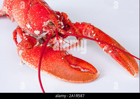 Frisch Gekocht rote Languste auf weißem Hintergrund. Schließen Sie herauf Bild auf weißem Hintergrund. Stockfoto