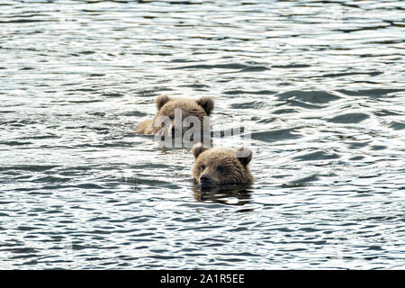 Brown bear Cubs schwimmen zusammen in der unteren Brooks River im Katmai National Park September 16, 2019 in der Nähe von King Salmon, Alaska. Der Park erstreckt sich über die Weltgrößte Salmon Run mit fast 62 Millionen Lachse Migration durch die Ströme, die einige der größten Bären der Welt RSS-Feeds. Stockfoto