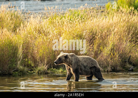 Ein Braunbär sow Spaziergänge entlang der Ufer des unteren Brooks River im Katmai National Park September 16, 2019 in der Nähe von King Salmon, Alaska. Der Park erstreckt sich über die Weltgrößte Salmon Run mit fast 62 Millionen Lachse Migration durch die Ströme, die einige der größten Bären der Welt RSS-Feeds. Stockfoto