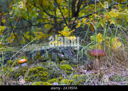 Cep und Steinpilze wachsen im Wald in der Nähe von Oak Tree. Natürliche rohe Nahrung wächst in Holz. Leccinum mit dicken Bein. Genießbare Steinpilzen Foto Stockfoto