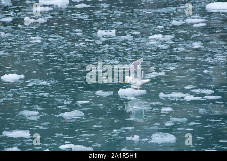 Eine Möwe landet auf einem winzigen Eisstück, das zwischen anderen Eisstücken schwimmt, die einen Gletscher abgebrochen haben. Stockfoto