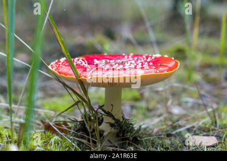 Red fly agaric wachsen in Holz. Gefahr ungenießbare giftige Pilze Stockfoto