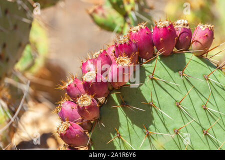 Küsten prickly-pear (Opuntia littoralis) mit Obst Stockfoto