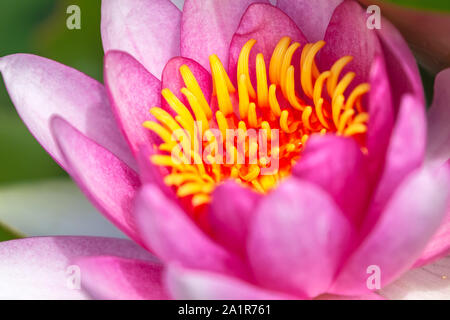 Nahaufnahme eines roten Seerose Nymphaea sp. Stockfoto