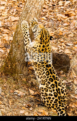 Amur leopard Panthera pardus orientalis, Primorski Krai. Russland, Asien Stockfoto