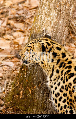 Amur leopard Panthera pardus orientalis, Primorski Krai. Russland, Asien Stockfoto