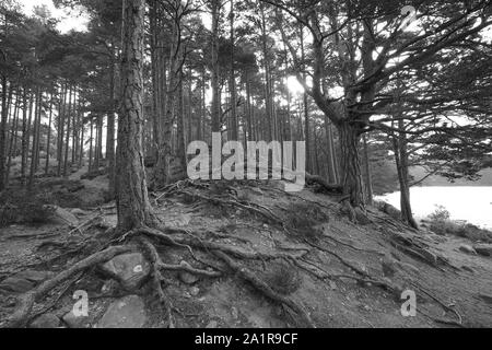 Eine Schwarze und Weiße Weitwinkelaufnahme eines Waldes am Ufer des Loch ein Eilein in der Nähe von Aviemore, Cairngorms National Park, Schottland, Vereinigtes Königreich. Stockfoto