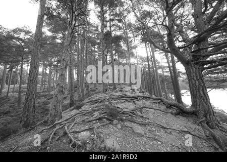 Eine Schwarze und Weiße Weitwinkelaufnahme eines Waldes am Ufer des Loch ein Eilein in der Nähe von Aviemore, Cairngorms National Park, Schottland, Vereinigtes Königreich. Stockfoto