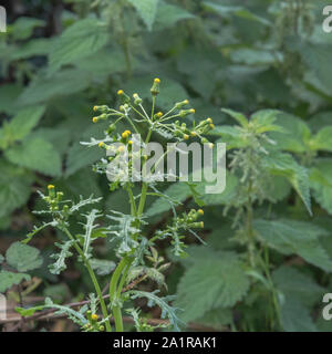 Blütenköpfe eines Gemeinsamen Kreuzkraut/Senecio vulgaris mit einige Brennnesseln im Hintergrund. Heilpflanze einmal in pflanzliche Heilmittel verwendet. Stockfoto