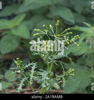 Blütenköpfe eines Gemeinsamen Kreuzkraut/Senecio vulgaris mit einige Brennnesseln im Hintergrund. Heilpflanze einmal in pflanzliche Heilmittel verwendet. Stockfoto