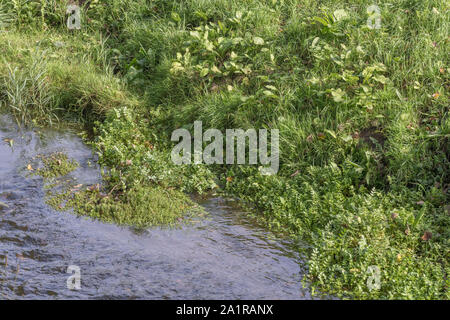 Masse der versenkten Aquatic weeds in Cornwall Entwässerungskanal. Metapher blockiert, Blockierung, waterway Management, unter das Unkraut. Stockfoto