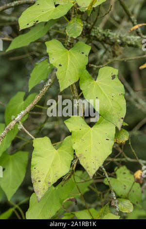 Grüne Blätter klettern Laub von Hedge Bindweed/Calystegia sepium wächst in einer Hecke Schatten. Gemeinsame Unkraut UK, lästigen Unkraut, Heckenpflanzen Stockfoto