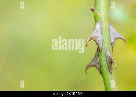 Makro Nahaufnahme scharfe gekrümmte Dornen von Wild Rose/Hund Rose/Rosa Canina im September. Dog Rose liefert Hagebutten & wurde in pflanzliche Heilmittel verwendet. Stockfoto