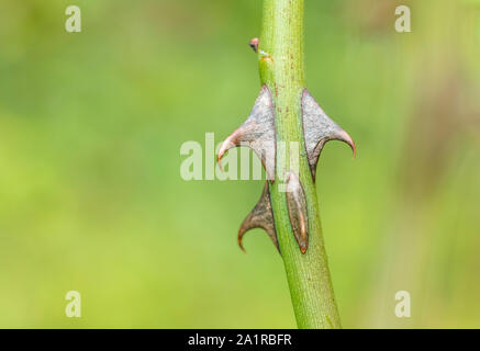 Makro Nahaufnahme scharfe gekrümmte Dornen von Wild Rose/Hund Rose/Rosa Canina im September. Dog Rose liefert Hagebutten & wurde in pflanzliche Heilmittel verwendet. Stockfoto
