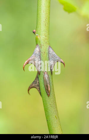 Makro Nahaufnahme scharfe gekrümmte Dornen von Wild Rose/Hund Rose/Rosa Canina im September. Dog Rose liefert Hagebutten & wurde in pflanzliche Heilmittel verwendet. Stockfoto