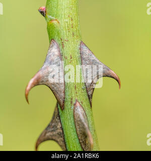 Makro Nahaufnahme scharfe gekrümmte Dornen von Wild Rose/Hund Rose/Rosa Canina im September. Dog Rose liefert Hagebutten & wurde in pflanzliche Heilmittel verwendet. Stockfoto