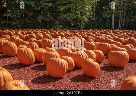 Eine Gruppierung von sehr großen und schweren Kürbisse auf einem Bauernhof zum Verkauf an einem sonnigen Tag im Herbst Stockfoto