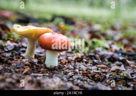 Wild Mushroom gowing durch den Waldboden in Irland Stockfoto