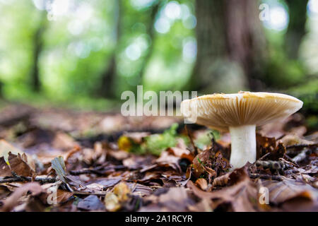 Wild Mushroom gowing durch den Waldboden in Irland Stockfoto
