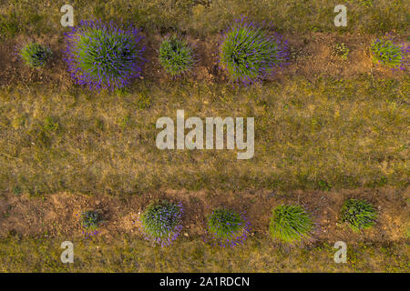 Drone top down Sicht auf dekorative Lavendel Gärten in zwei Zeilen im Sommer Tag. Stockfoto