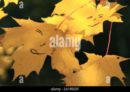Goldener Herbst. Ahornblätter mit fröhlichen Emoticons (lächelt lackiert) auf dem Baum. Herbst Wald landschaft und Hintergrund Stockfoto
