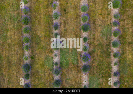 Drone top down Sicht auf dekorative Lavendel Gärten in Linien im Sommer Tag. Stockfoto