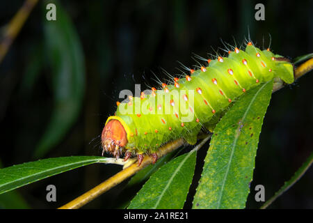 Luna Moth (Actias Luna) Caterpillar auf Willow, Iowa, USA. Stockfoto