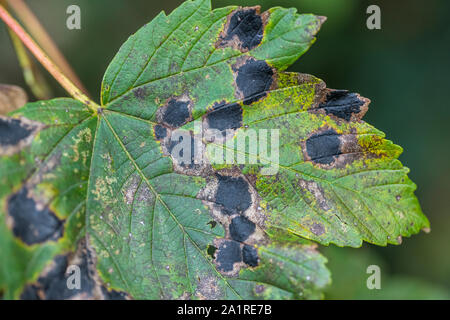 Kranke Herbstliche Blätter der Bergahorn / Acer pseudoplatanus zeigt die schwarzen Flecken von Sycamore Tar Spot Krankheit durch Rhytisma acerinum Pilz verursacht. Stockfoto