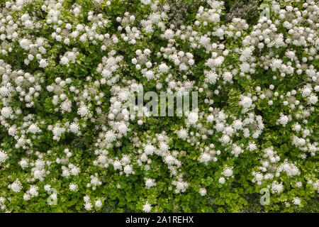 Drone top down Sicht auf Wiese mit der sosnowsky hogweeds im Sommer Tag. Stockfoto