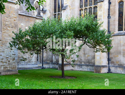 Newton Baum in Cambridge, Großbritannien Stockfoto