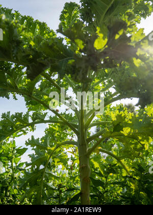 Grünkohl in einem Gemüsegarten mit Neuseeland Spinat (Tetragonia pedunculata tetragonioides) im Hintergrund wächst. Stockfoto