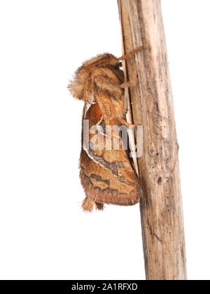 Die Orange Moth, Triodia sylvina, Studio auf weißem Hintergrund. Mit Zweig. Stockfoto