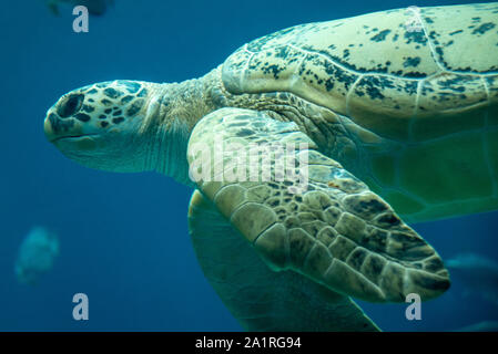 Grüne Meeresschildkröte (Chelonia mydas) am Georgia Aquarium in der Innenstadt von Atlanta, Georgia. (USA) Stockfoto