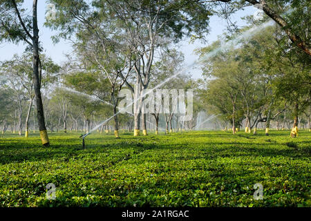 Wasserversorgung für Tee pflanze Paneery Tee Immobilien in Paneri, Bundesstaat Assam, Indien, Asien Stockfoto